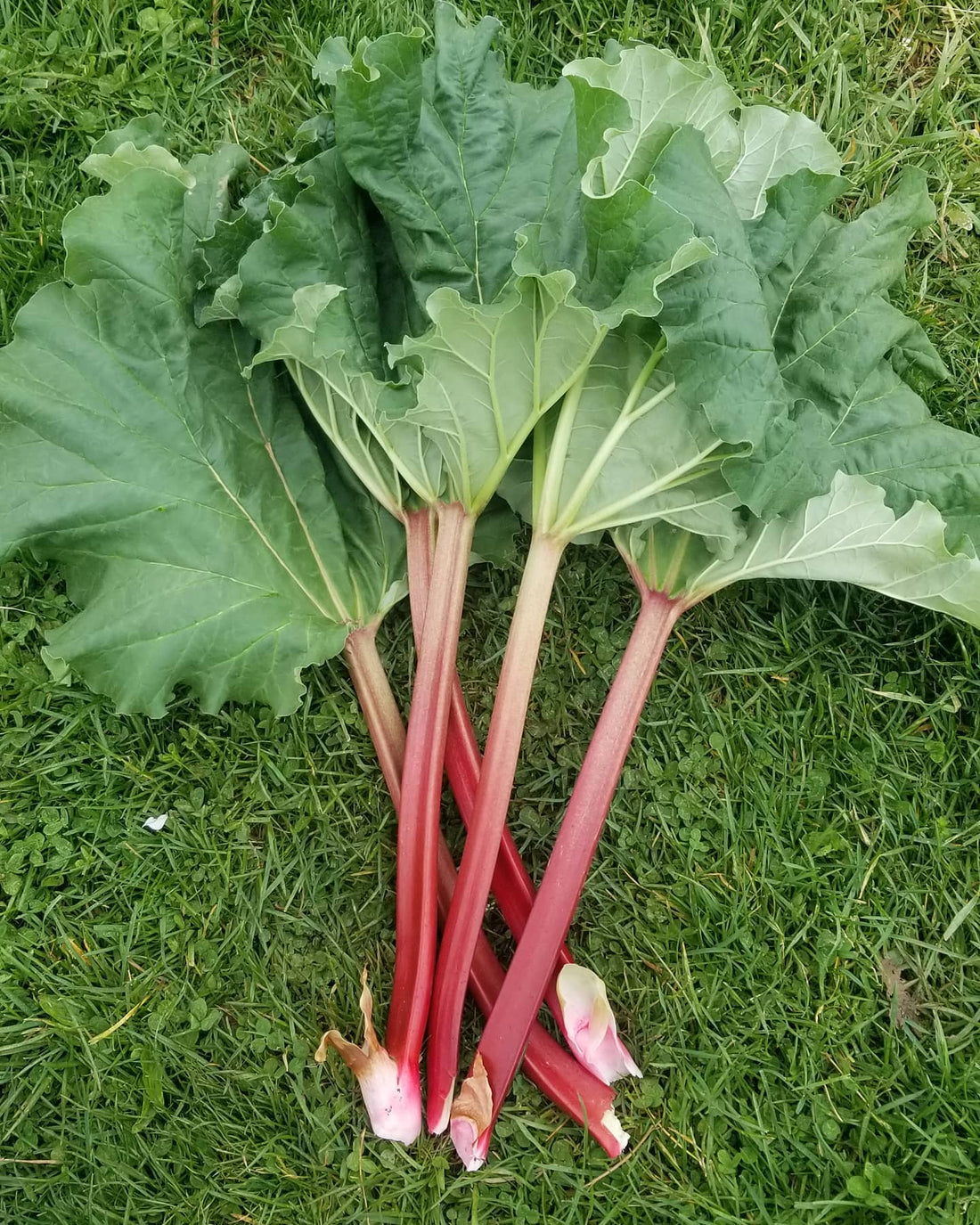 Amber's Rhubarb Crisp