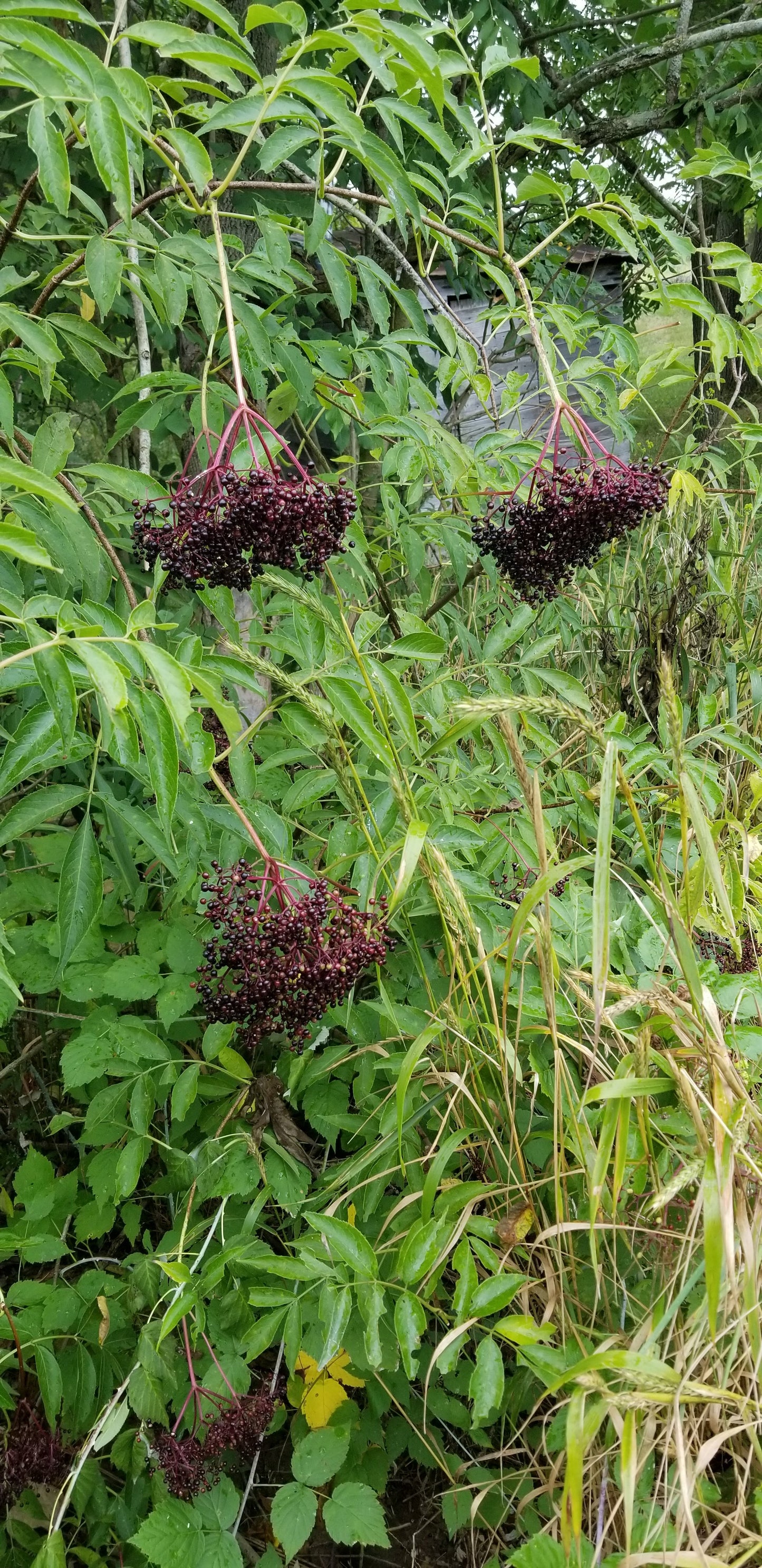Elderberry Syrup Kit