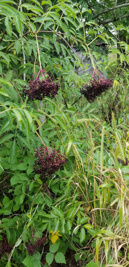 Elderberry Syrup Kit